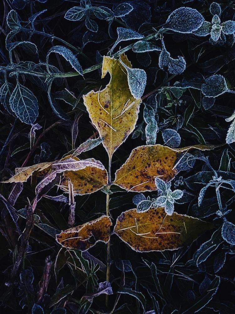 Photograph by Манушкина Зинаида