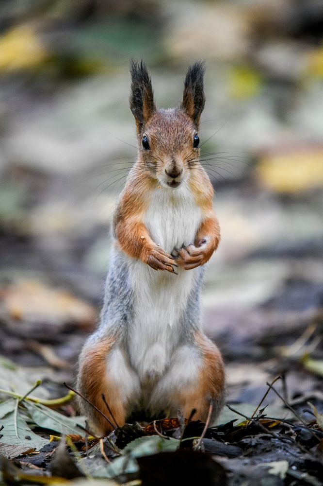 Photograph by Манушкина Зинаида