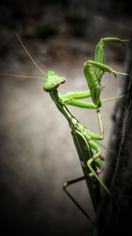Praying mantis ...