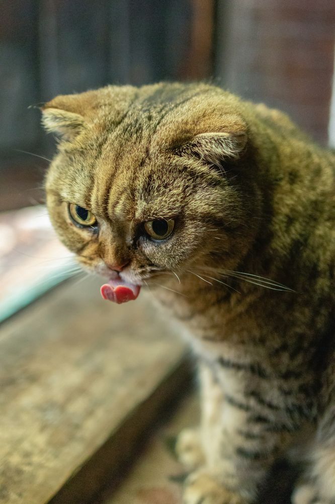 Photograph by Анжелика Сороколетова