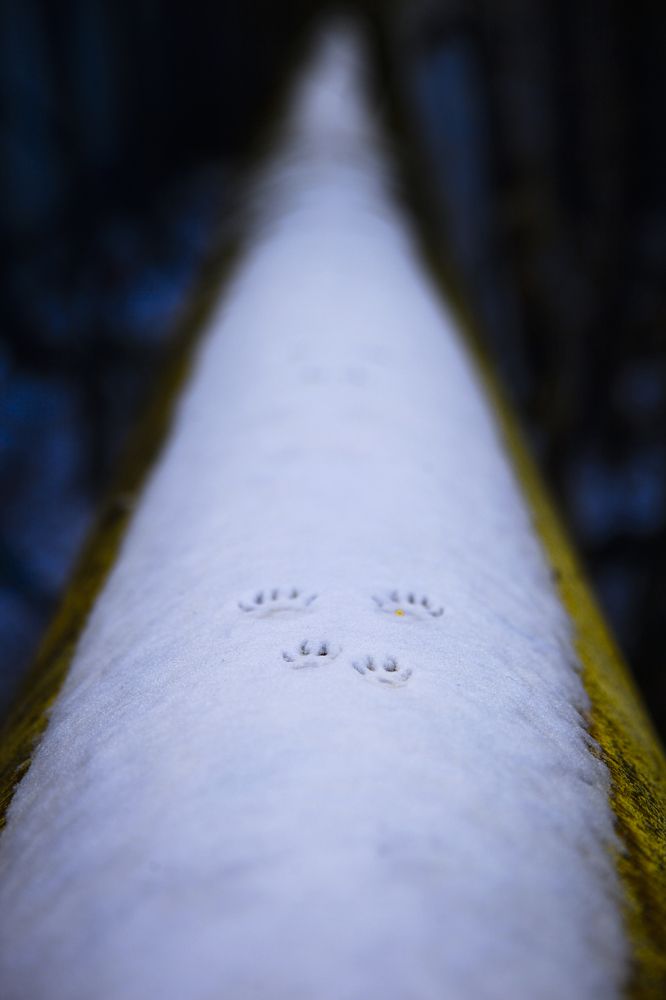 Photograph by Григорий Шишонков