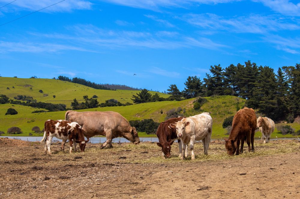 Vacas y Colinas