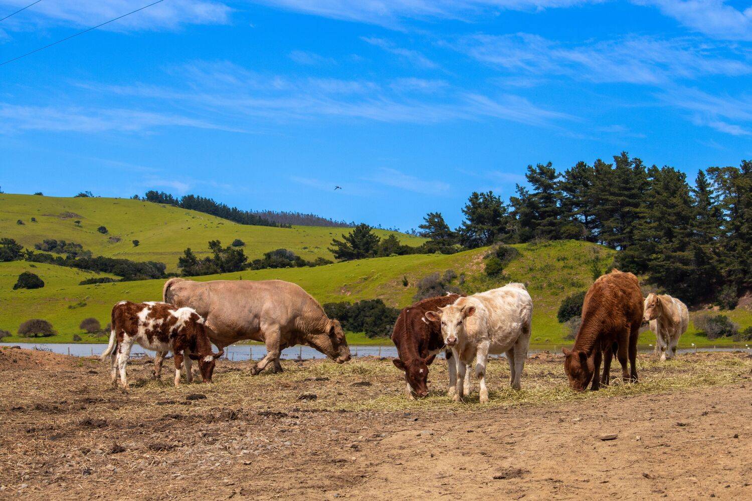 Vacas y Colinas