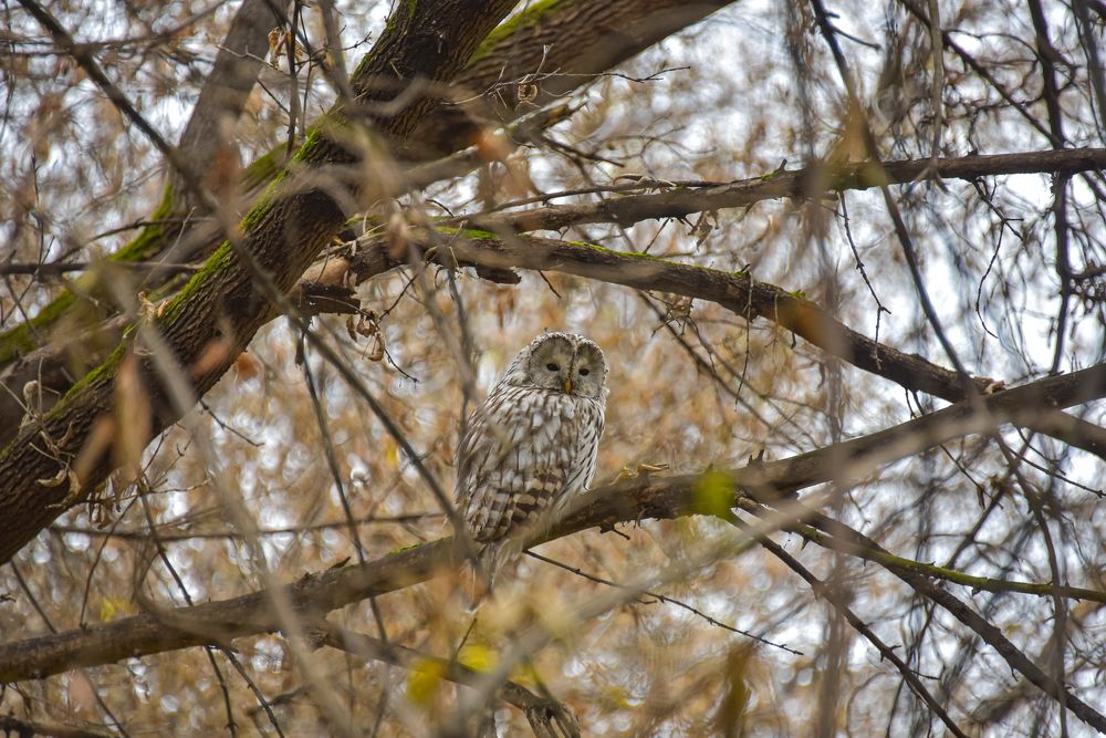 Длиннохвостая неясыть.