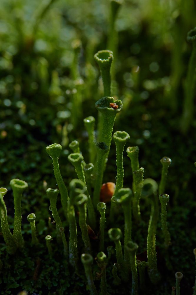 Photograph by Ангелина Журавлева