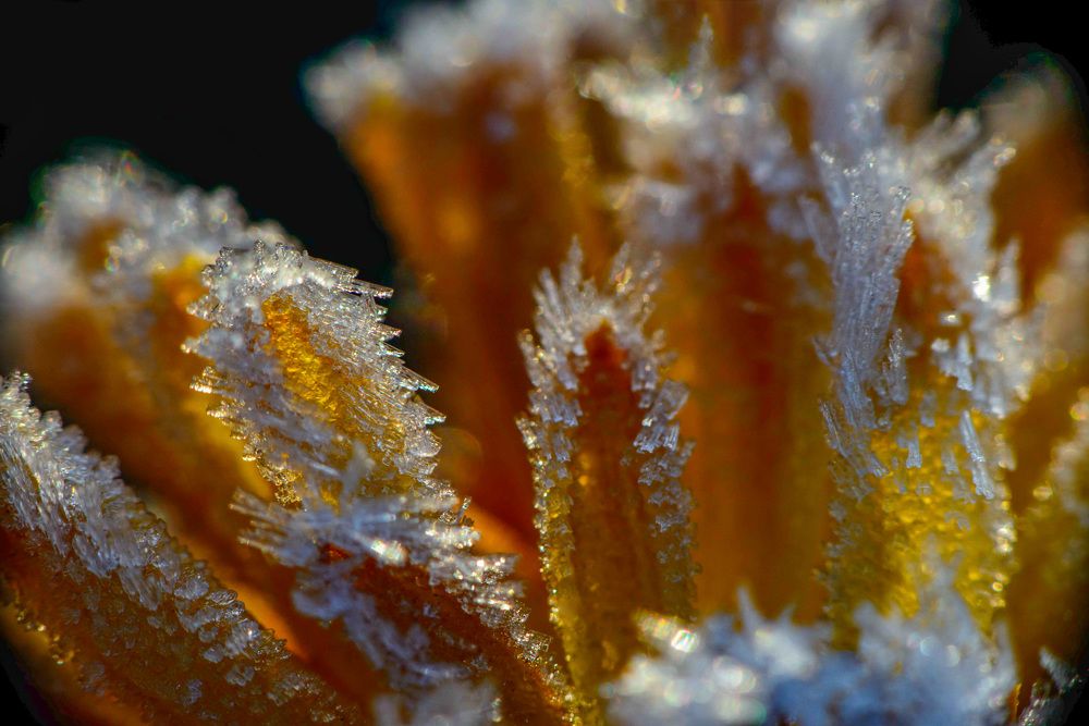 Ночь связала кружева