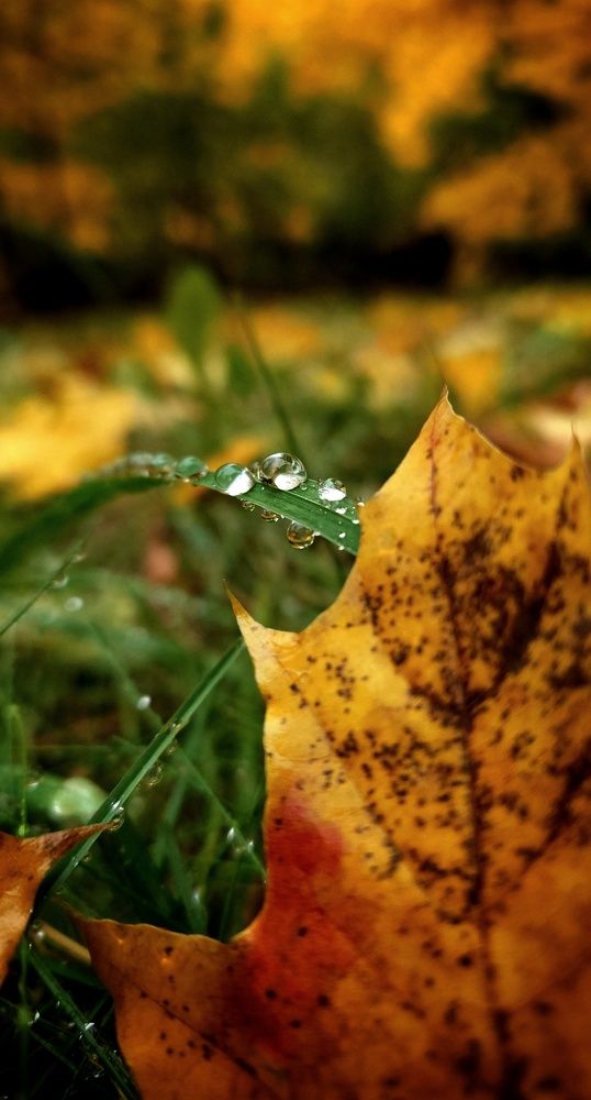 Autumn rain drops