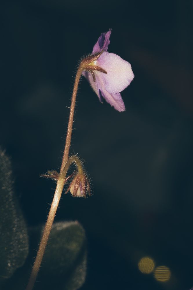 Фотография автора Николай Гришин