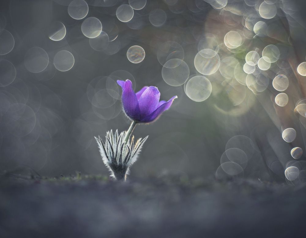 Photograph by Александр Гвоздь