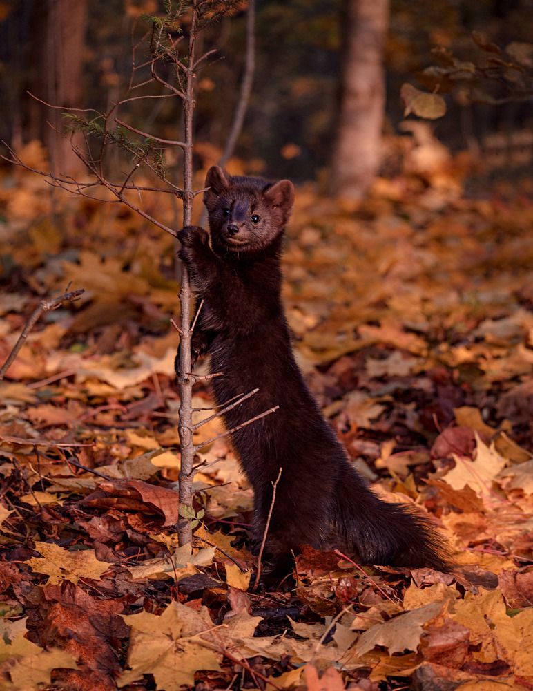 Photograph by Ольга Зинченко