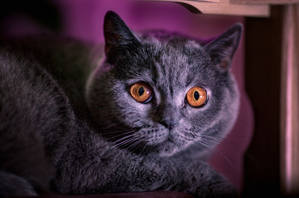 Photograph by Игорь Хижняк