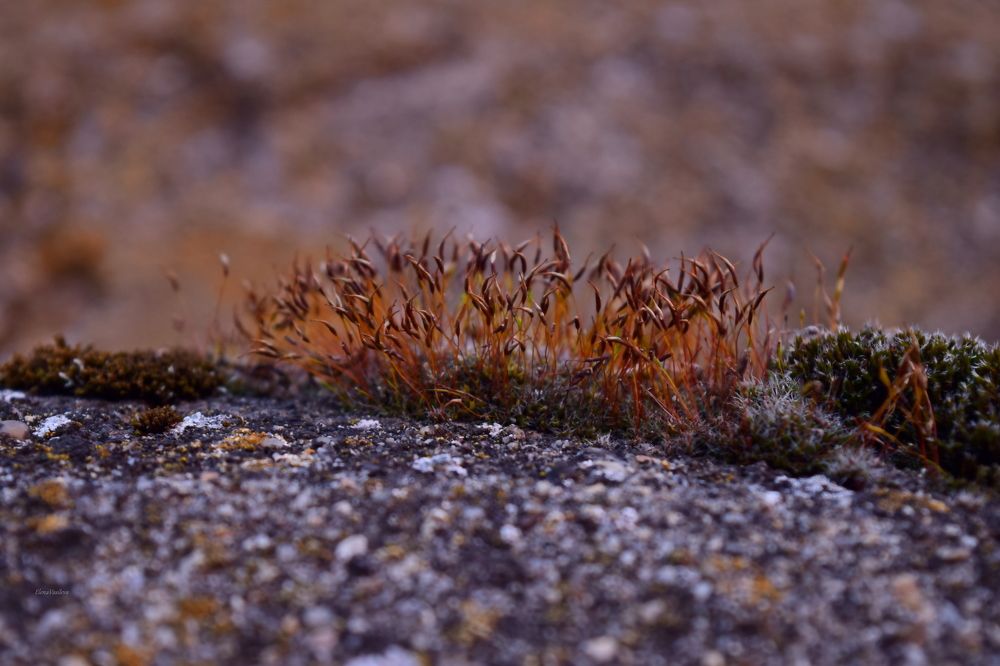 Photograph by Елена Василева