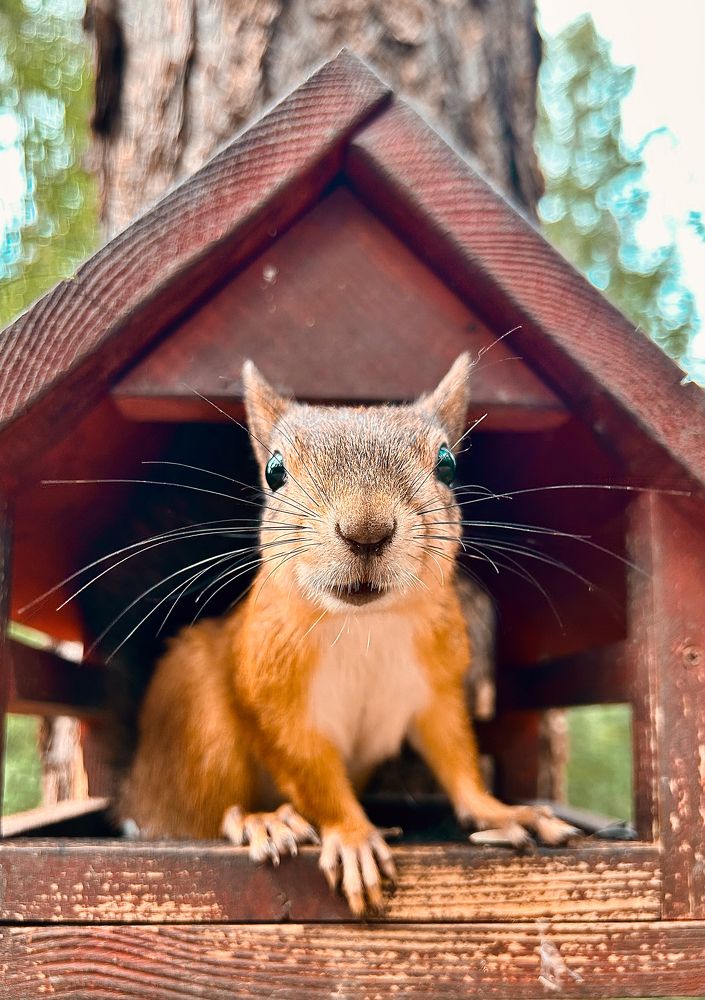 Кто в домике живет?