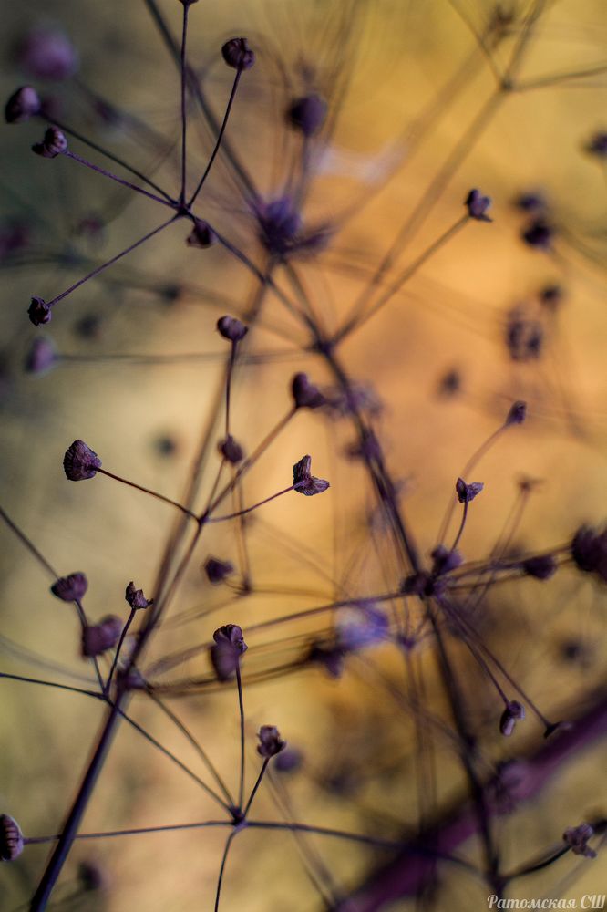 Фотография автора Максим Светличный