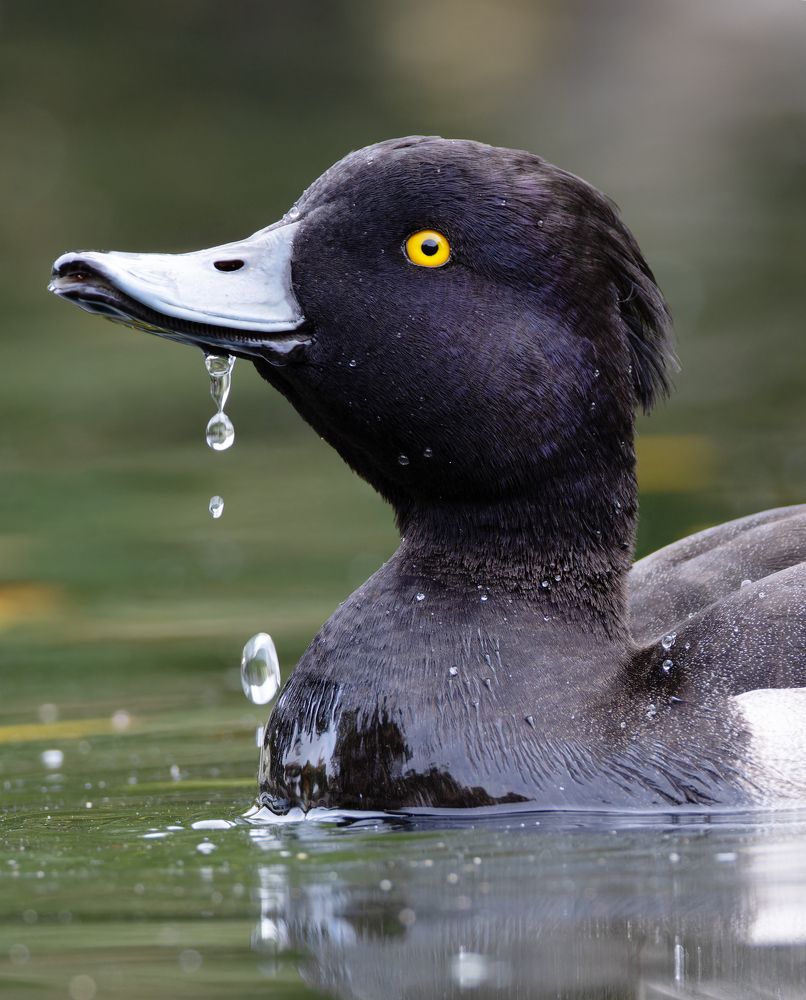 Хохлатая чернеть. (Aythya fuligula)