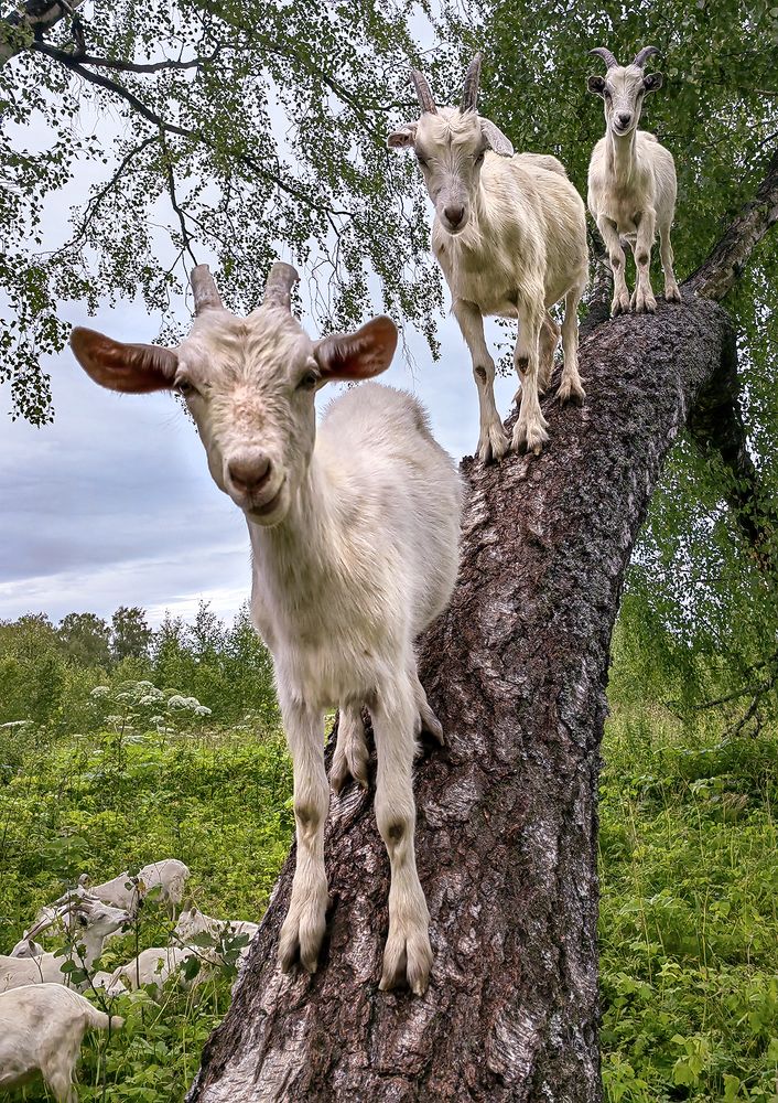 Photograph by Алексей Окунеев