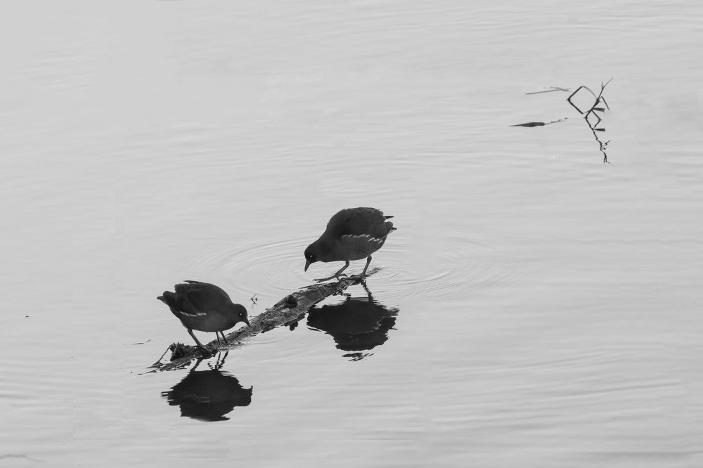 Photograph by Римма Волченко