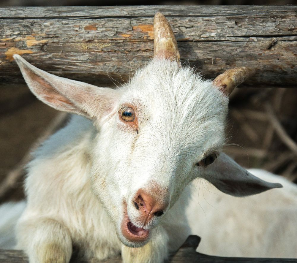 Photograph by Александр Халимов