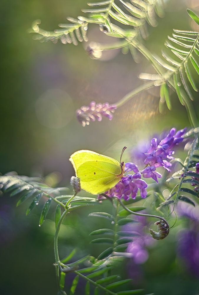 В завитке горошка