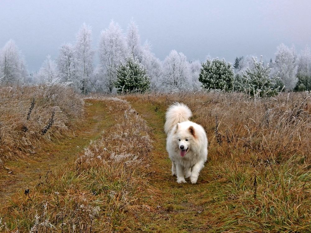 Photograph by Юрий Пучков