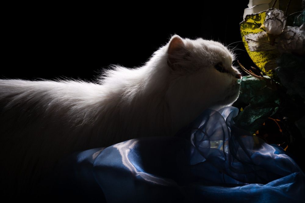 Photograph by Алла Ковалева