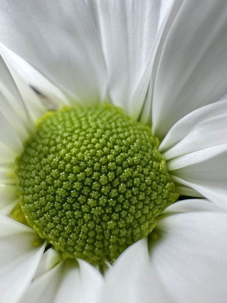 Photograph by Лидия