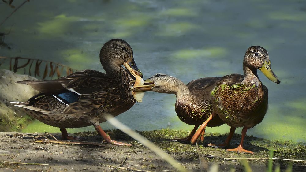 Photograph by Алексей Парамонов