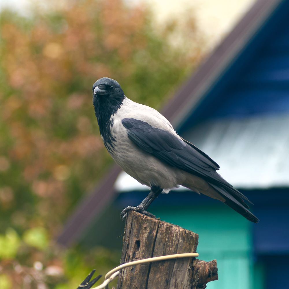 Photograph by Arkhipov