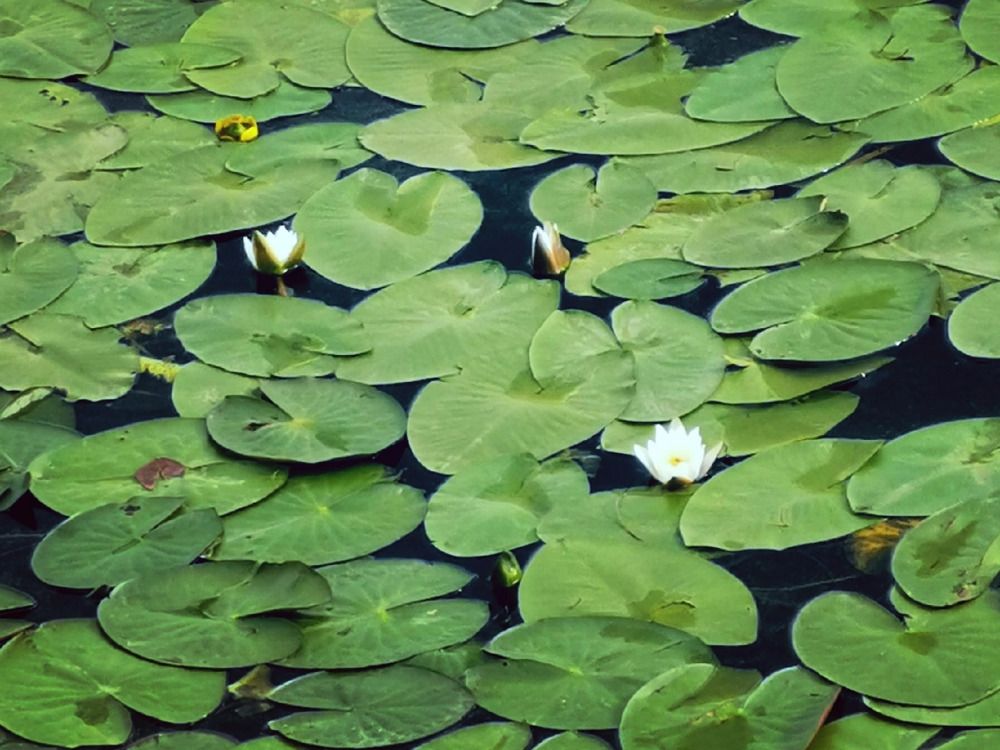 Photograph by Анна Мамаева