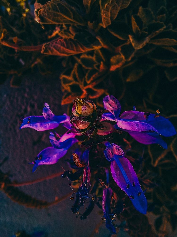 Photograph by Immanuel M. Nakale