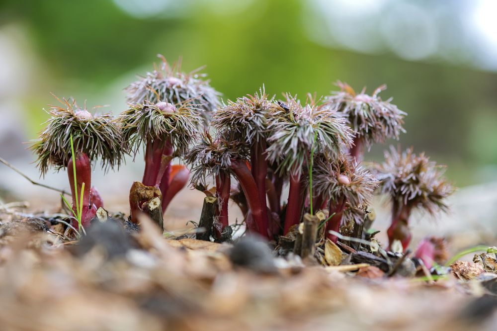 Photograph by NADEZHDA PELYMSKAIA