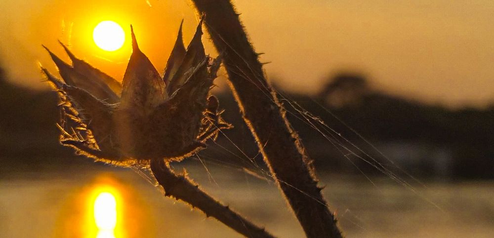 Crowns and sunsets