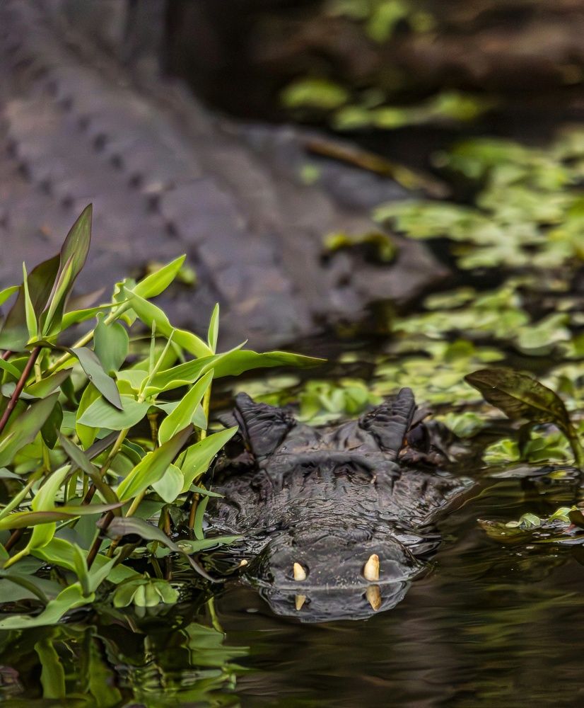 Photograph by Pablo Corengia