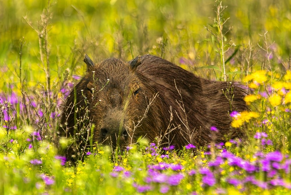 Photograph by Pablo Corengia