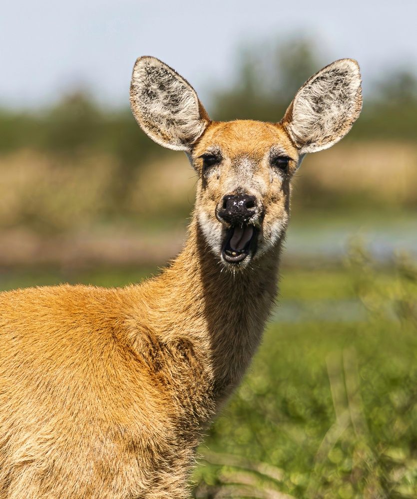 Photograph by Pablo Corengia