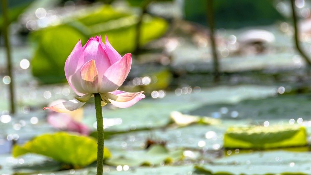 Photograph by константин