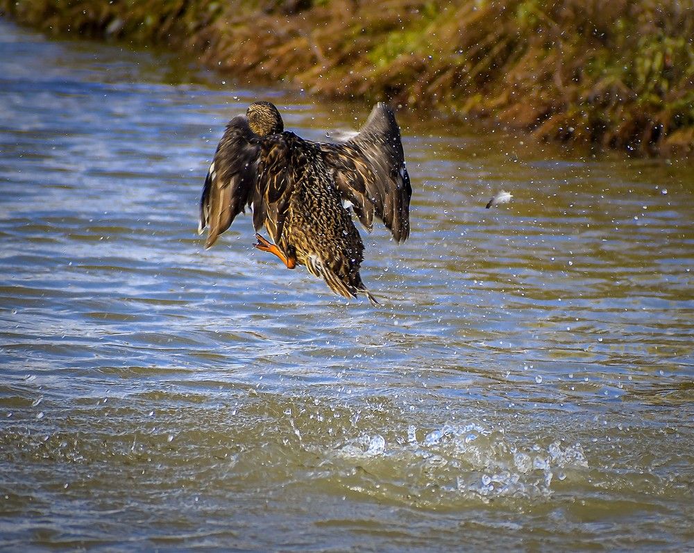 Порезвимся