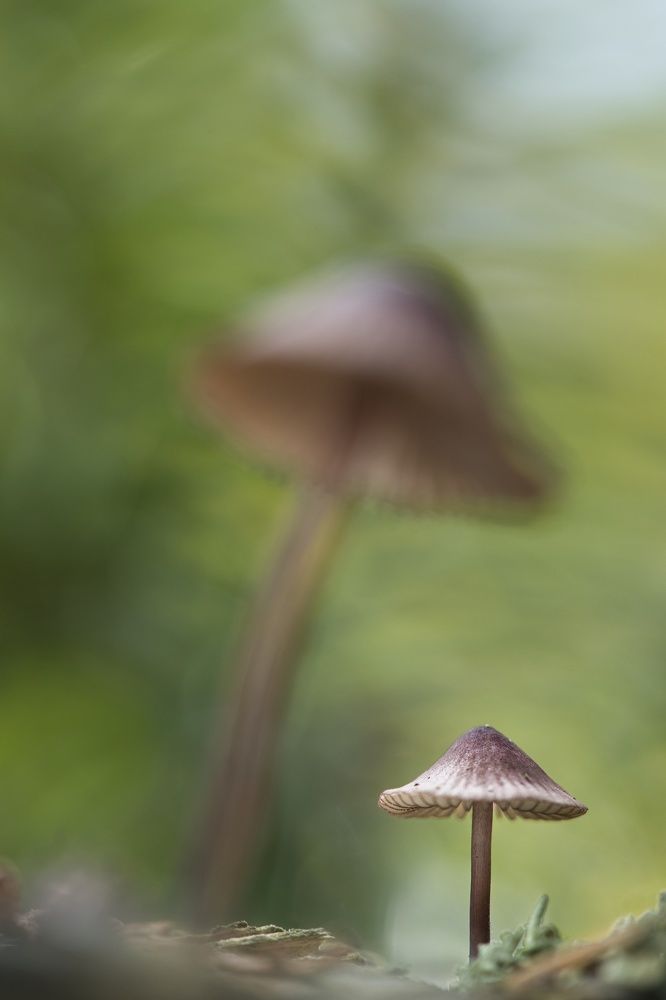 Photograph by Shuo-Wei Chang