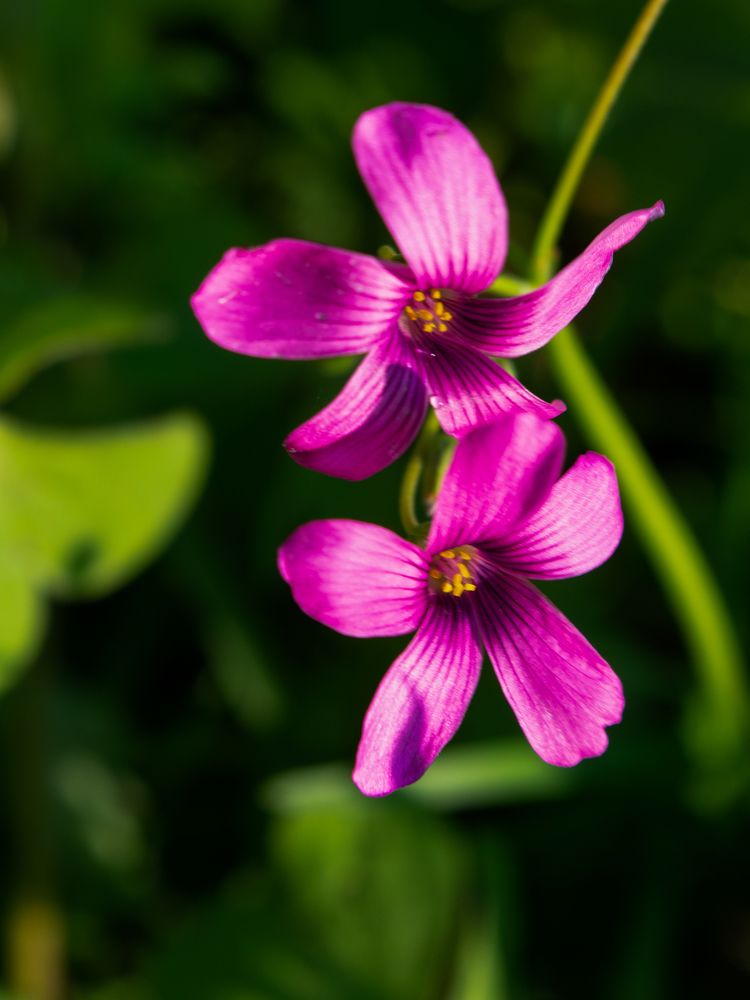 Photograph by Maria julieta ZURZOLO