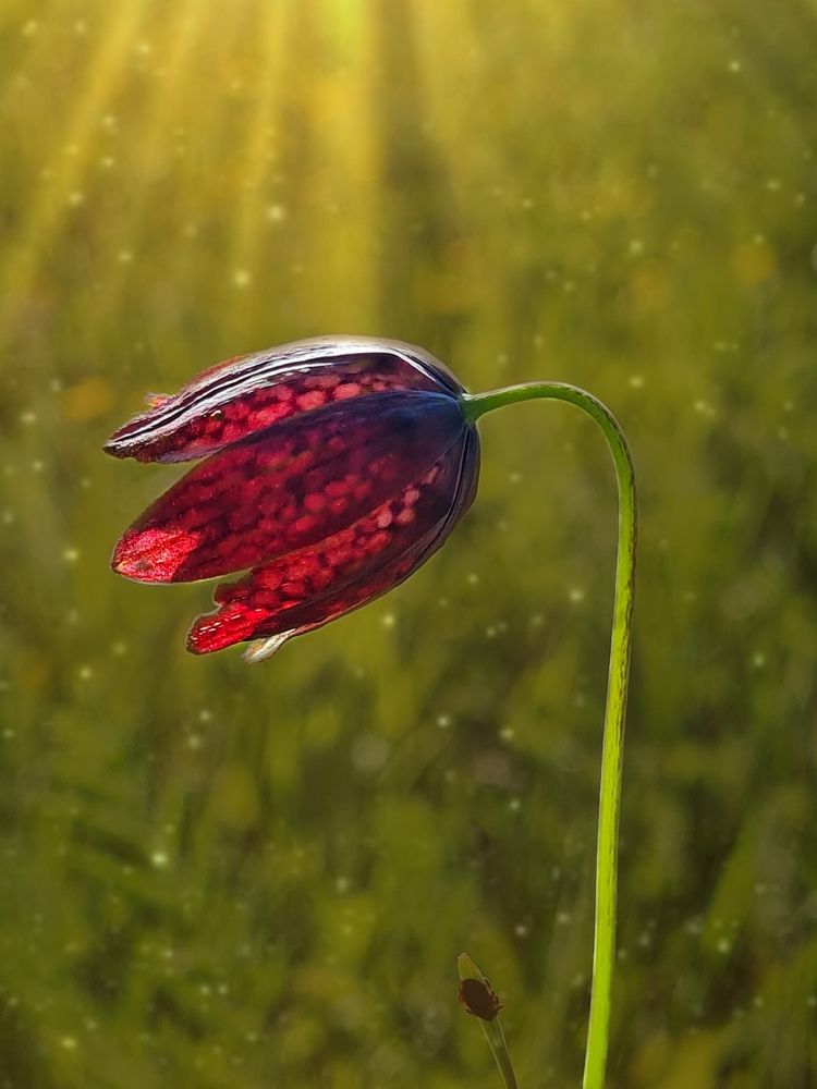 Photograph by Ольга Веселова