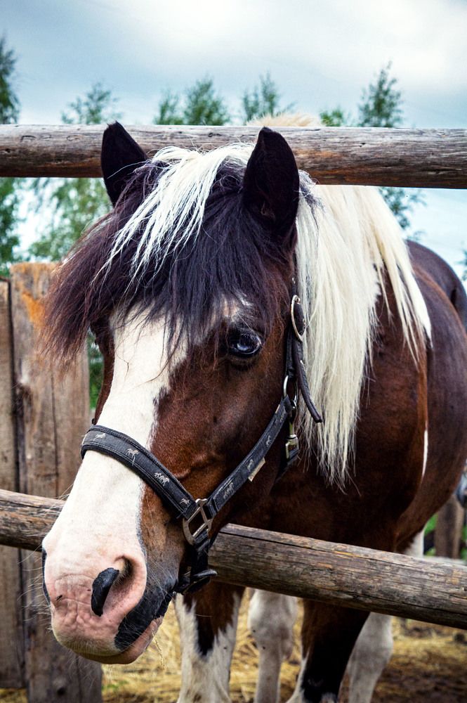 Сказочный конь.