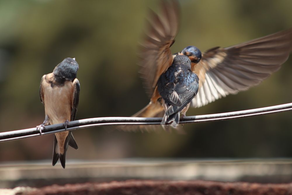 Photograph by Andrea Alcalá