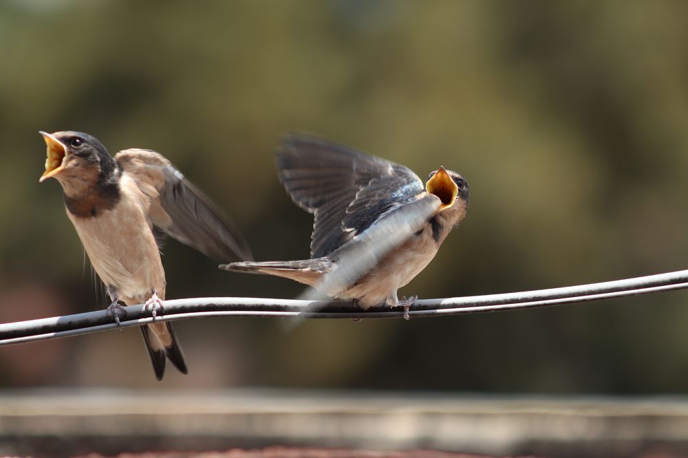 Photograph by Andrea Alcalá