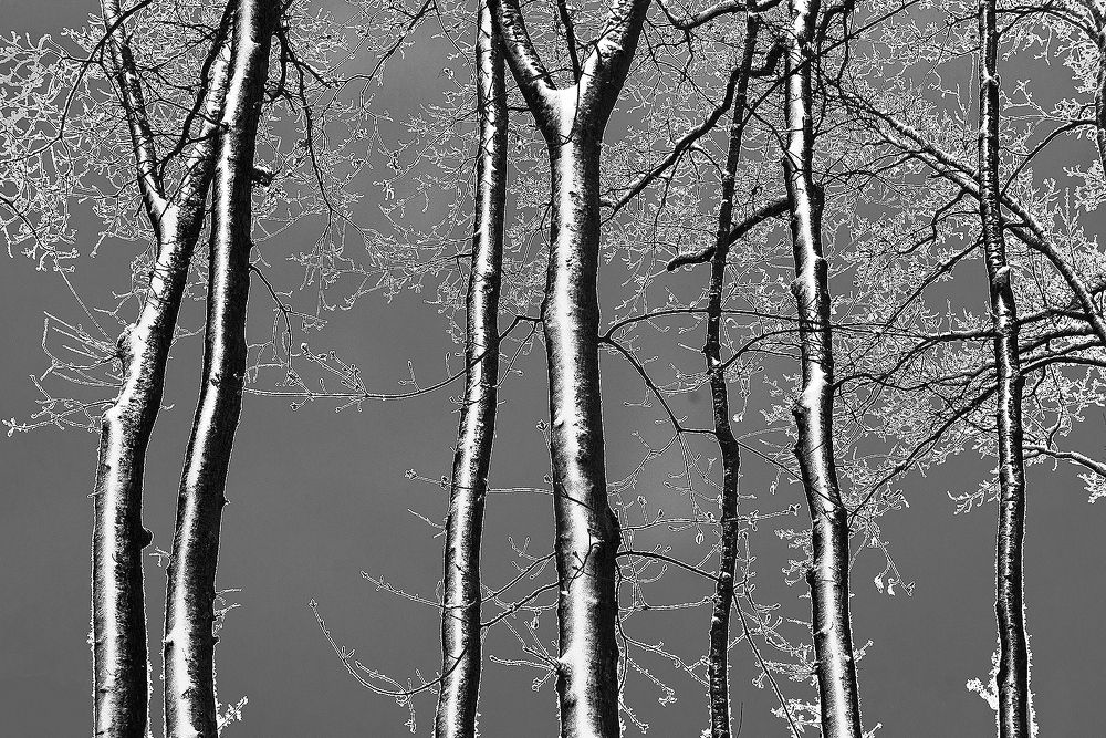 ГРАФИКА  ЗИМЫ