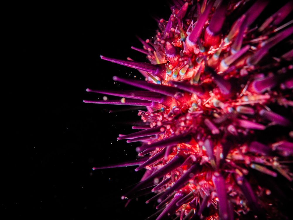 Photograph by Serdar AVCI