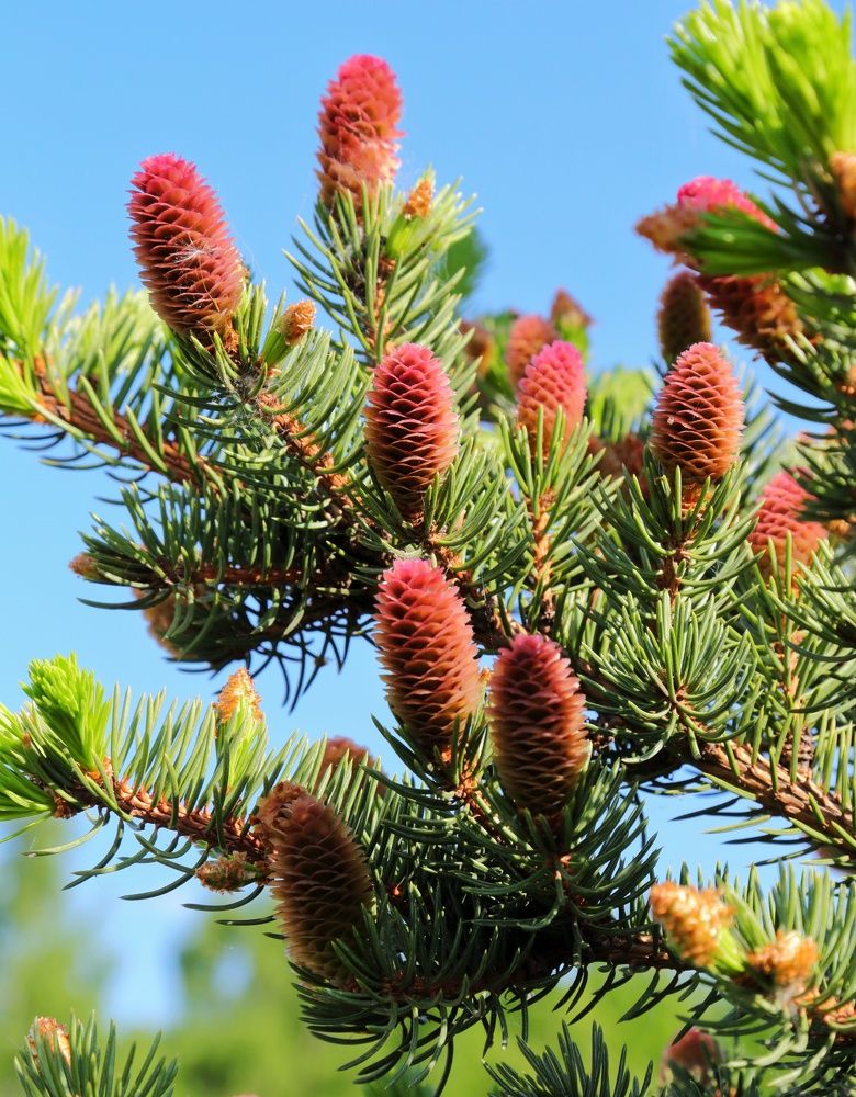 Photograph by Мария Андреева