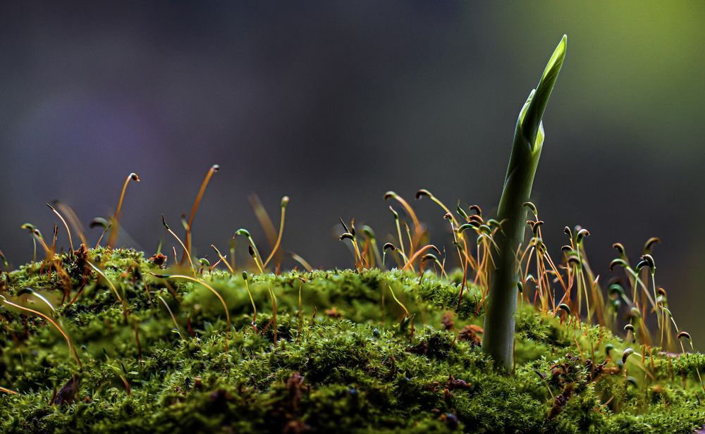 Photograph by Alex Kalpus