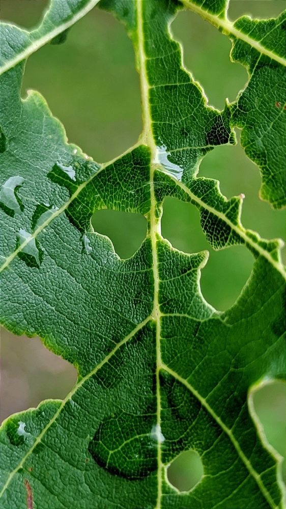 Фотография автора Васильева Ирина