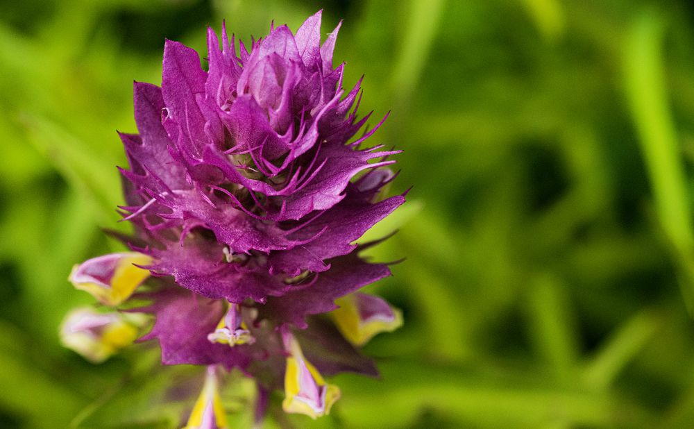 Photograph by Alex Kalpus