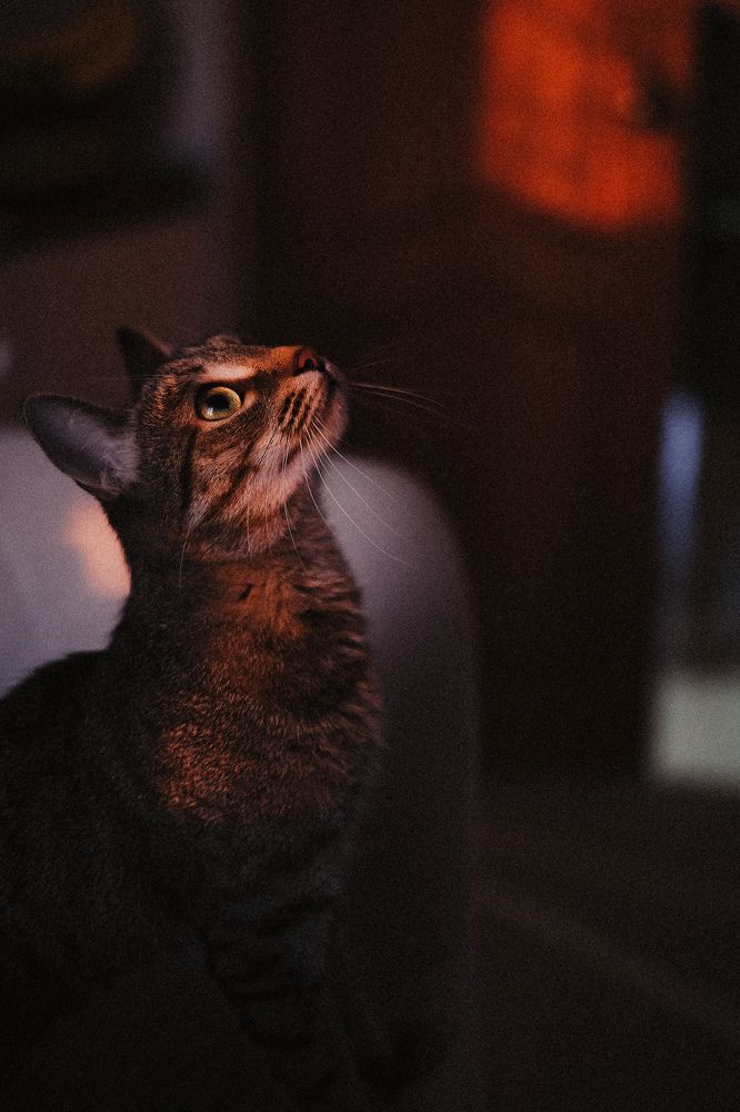 Photograph by Tyshkanchik